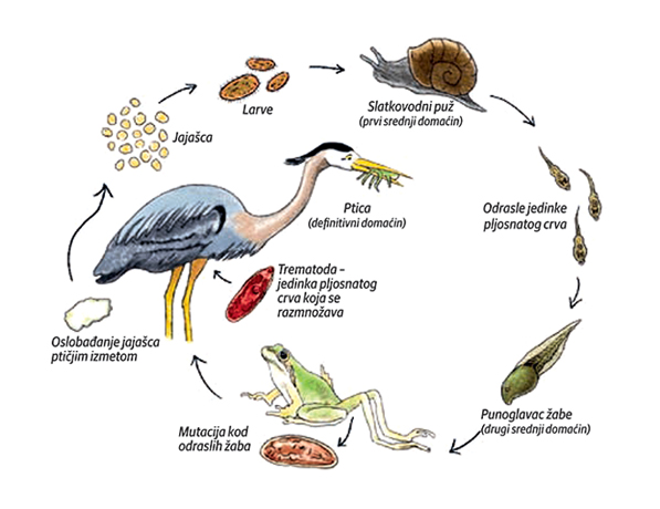 BIOLOGIJA