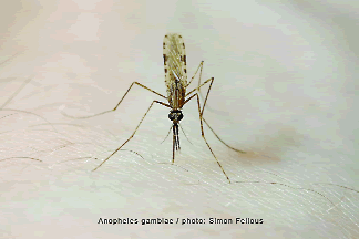   Anopheles  gambiae