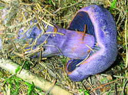 Izrazito ljubičasta boja (Cortinarius hercynicus) modra paučinka
